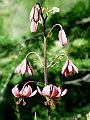 Liliaceae - Lilium martagon